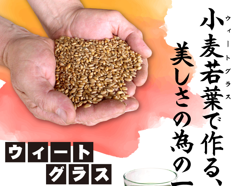 ウィートグラス栽培キット