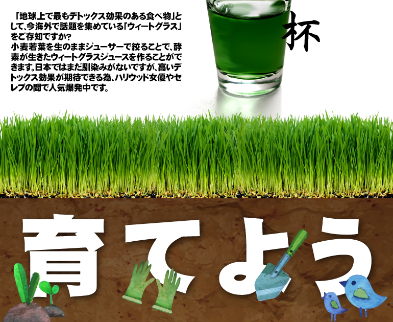 ウィートグラス栽培キット