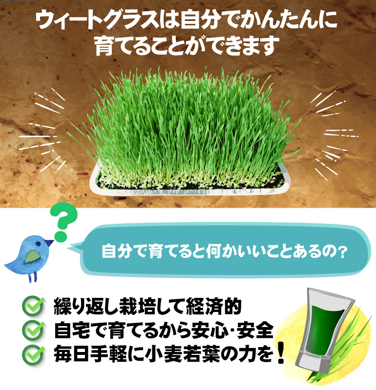 ウィートグラス栽培キット
